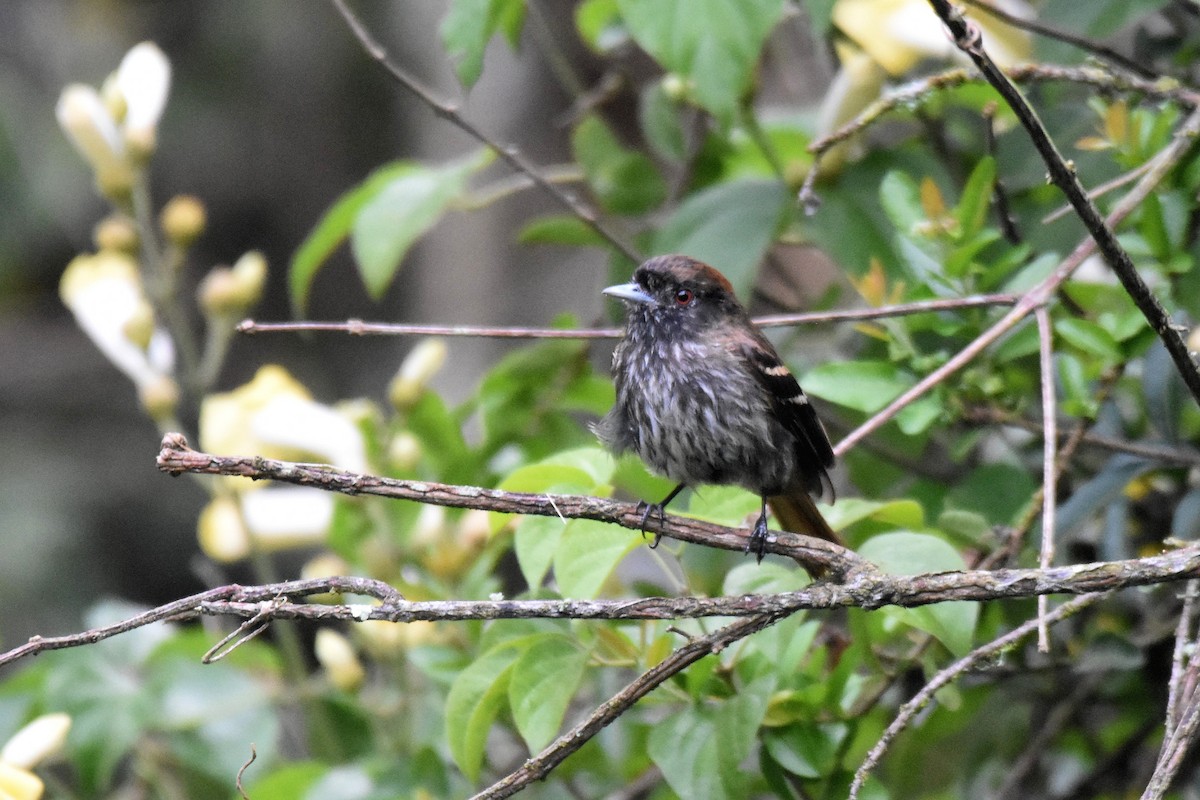 Blue-billed Black-Tyrant - ML628004014