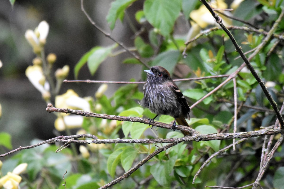 Blue-billed Black-Tyrant - ML628004016