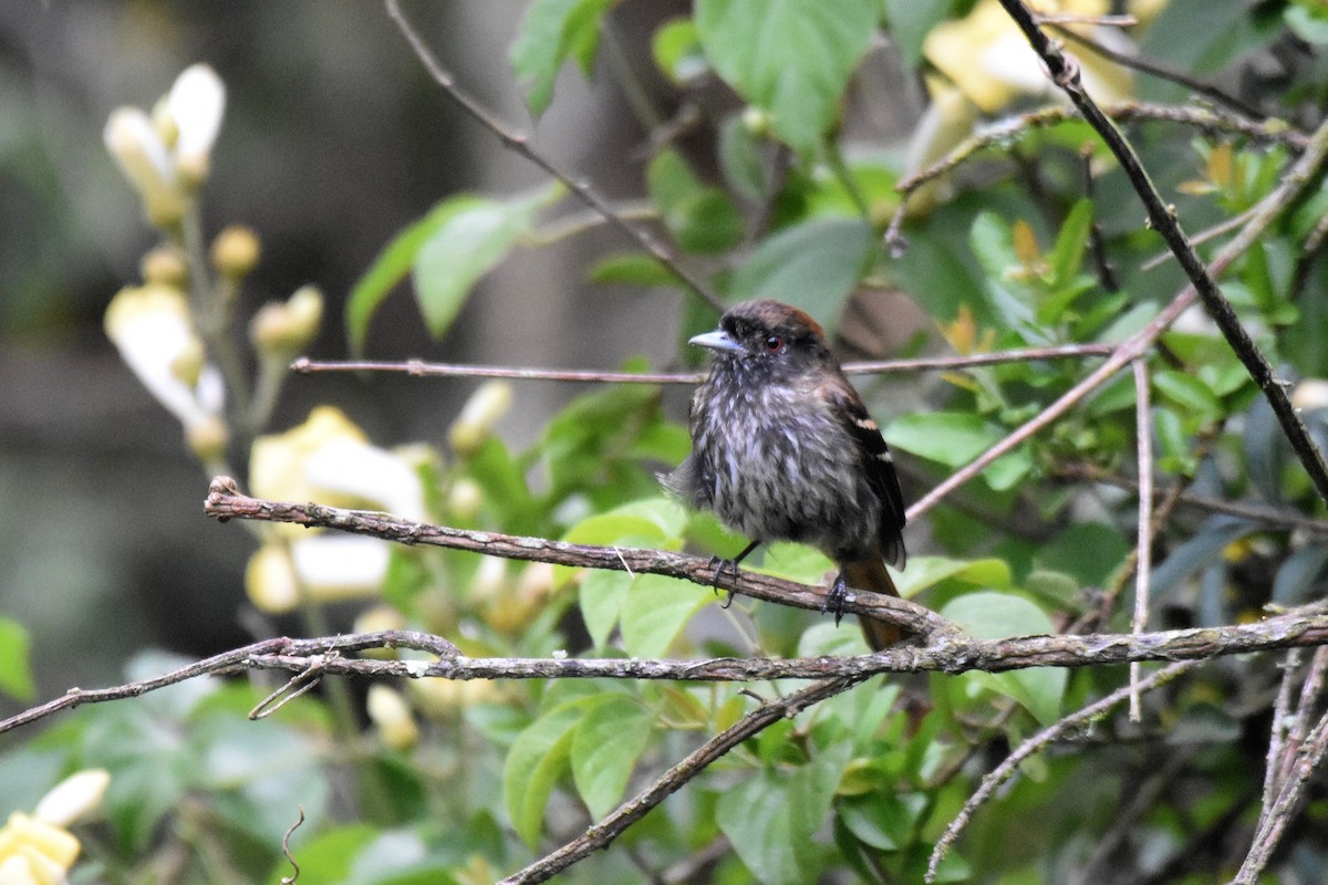 Blue-billed Black-Tyrant - ML628004017