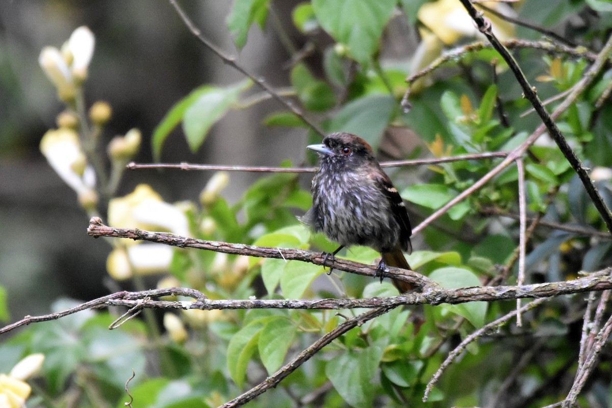 Blue-billed Black-Tyrant - ML628004018