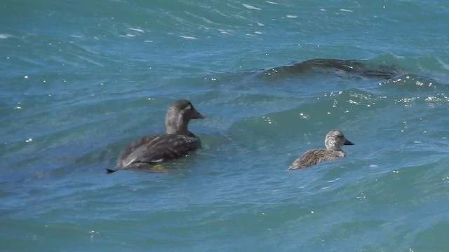 Flying Steamer-Duck - ML628004092