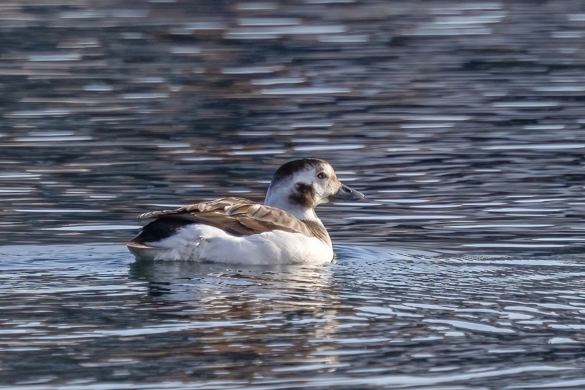 Long-tailed Duck - ML628004102