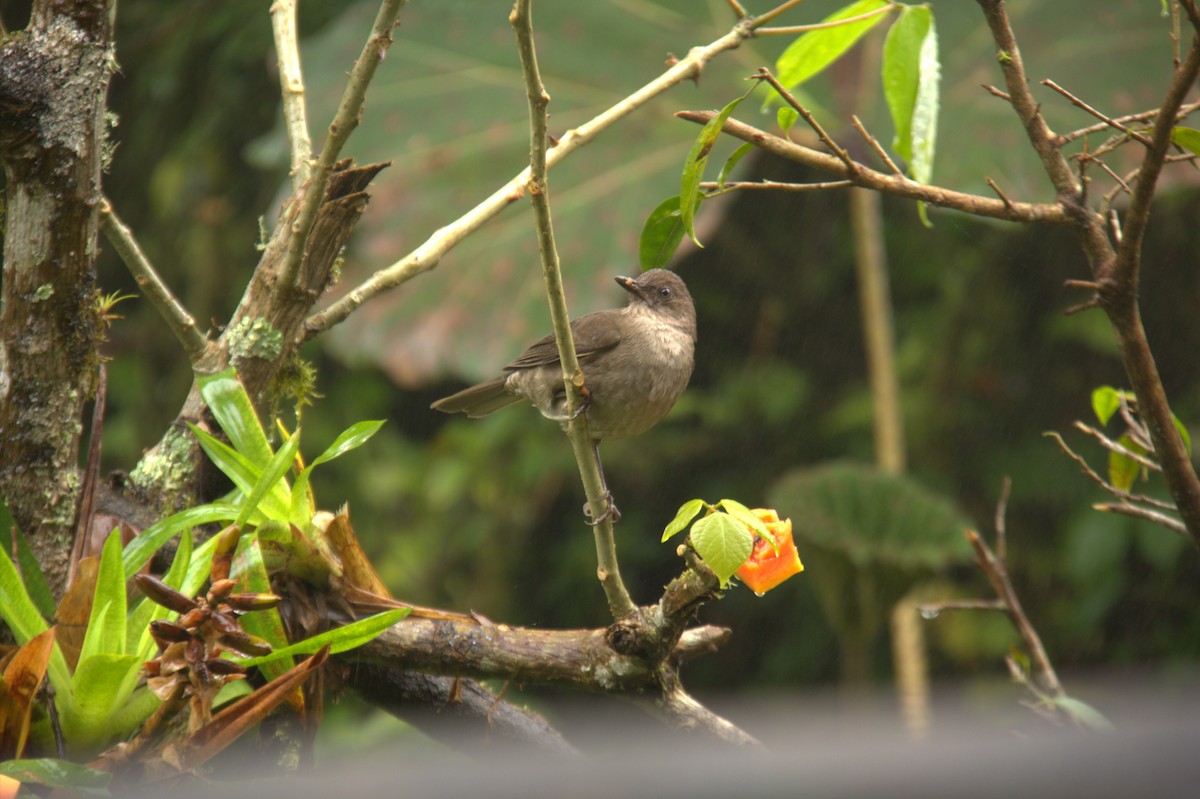 Mountain Thrush - ML628004154