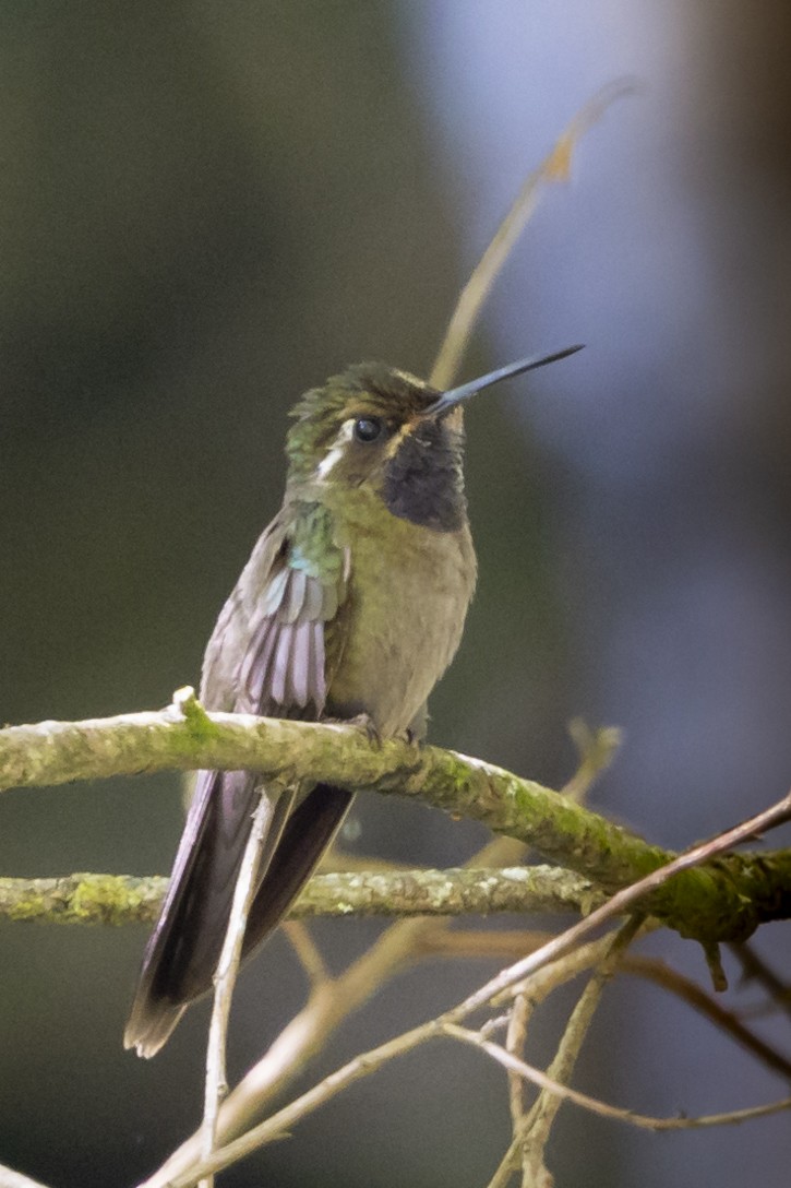 Amethyst-throated Mountain-gem - ML628004192