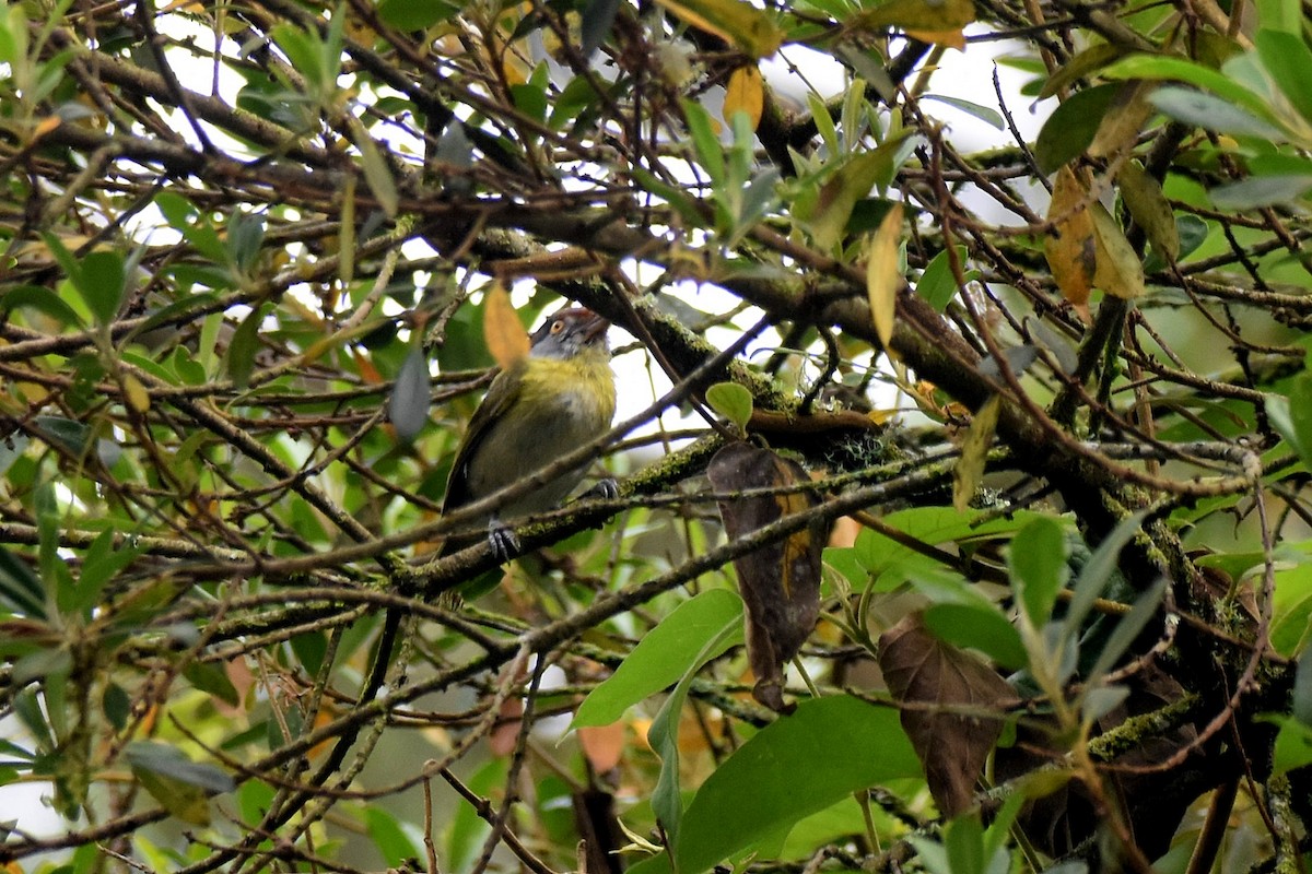 Rufous-browed Peppershrike - ML628004204