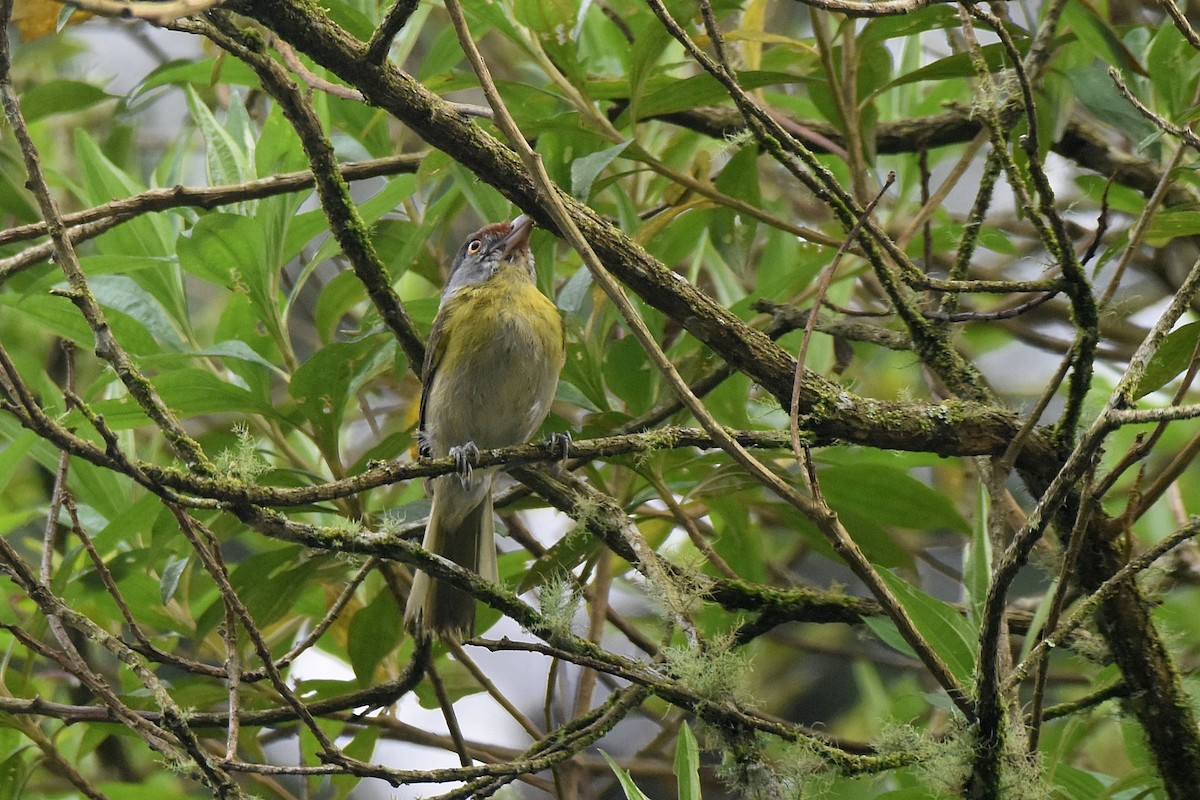 Rufous-browed Peppershrike - ML628004205