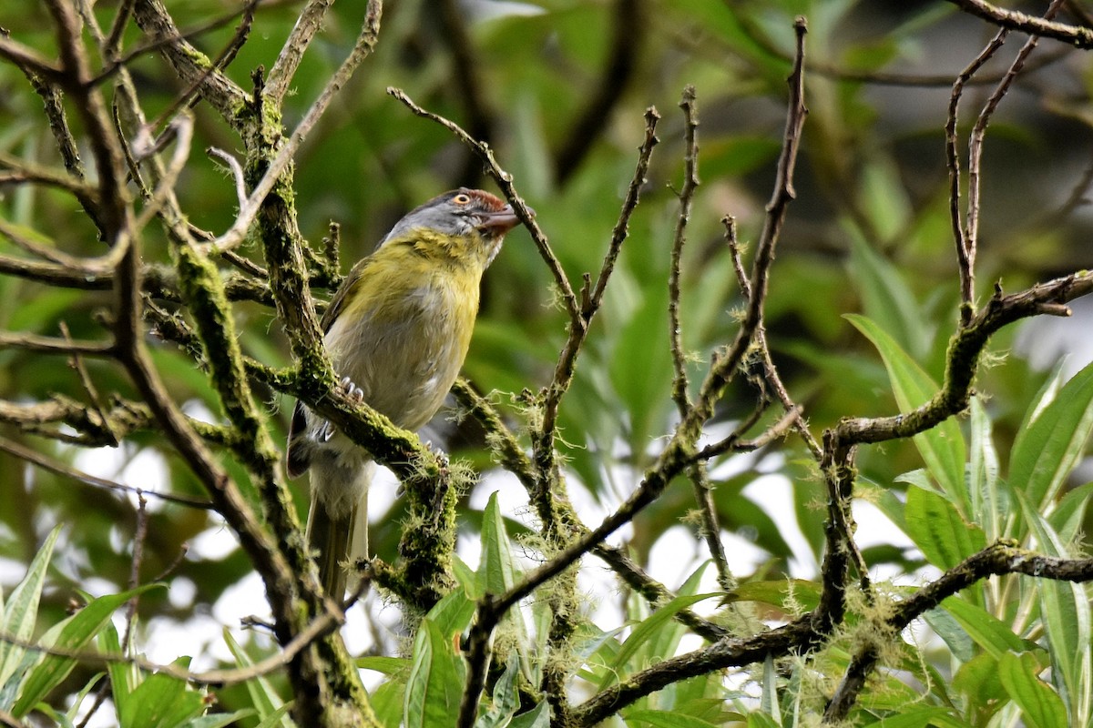 Rufous-browed Peppershrike - ML628004206