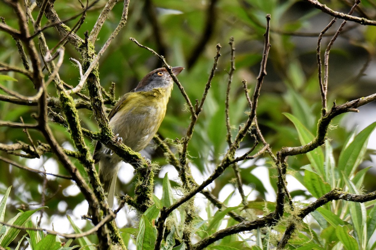 Rufous-browed Peppershrike - ML628004207