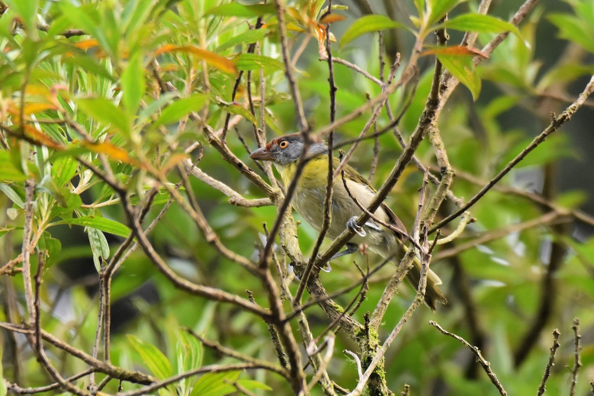 Rufous-browed Peppershrike - ML628004210