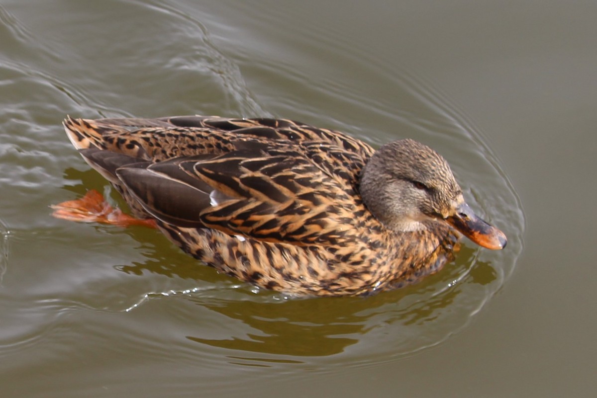 Mallard - ML628004218