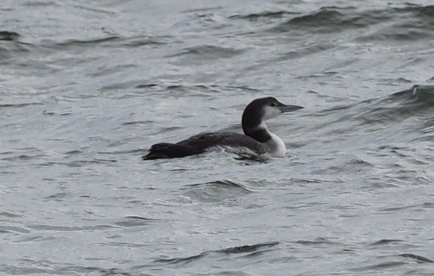 Common Loon - ML628004383