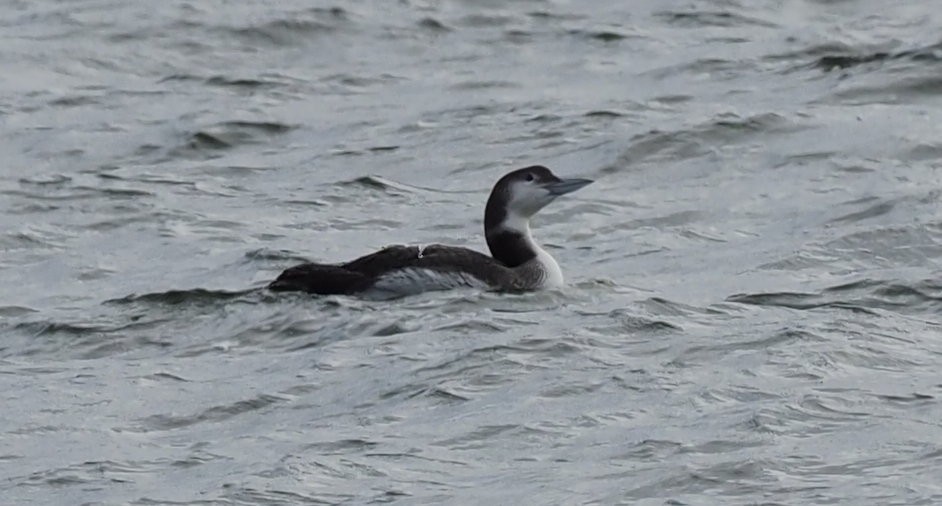 Common Loon - ML628004384