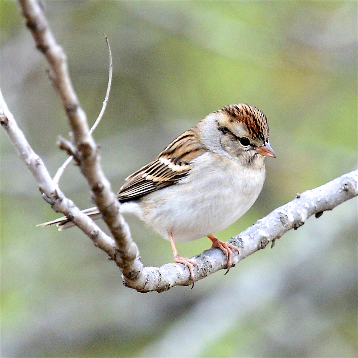 Chipping Sparrow - ML628004397