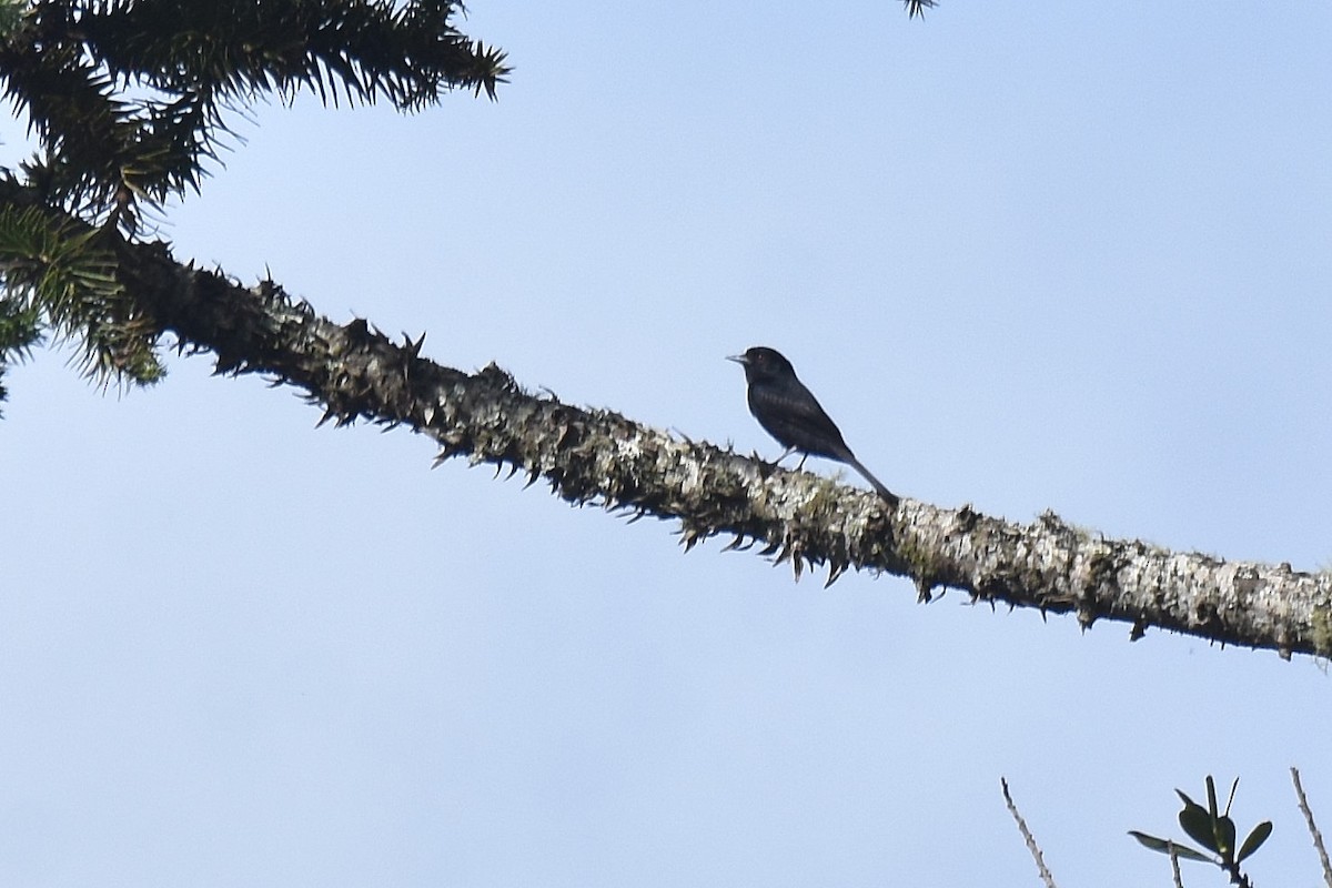 Blue-billed Black-Tyrant - ML628004460