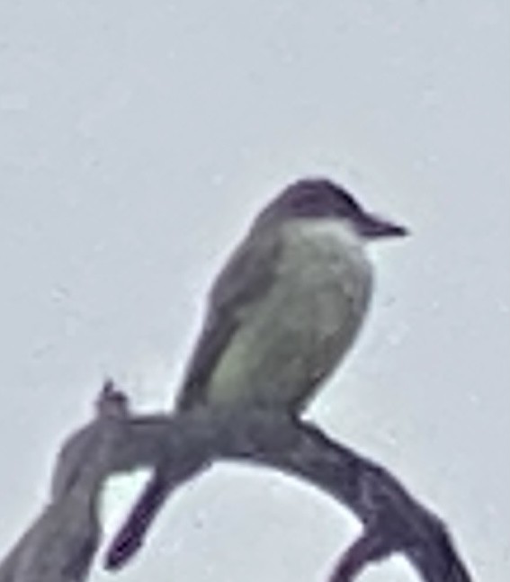 Thick-billed Kingbird - ML628004503