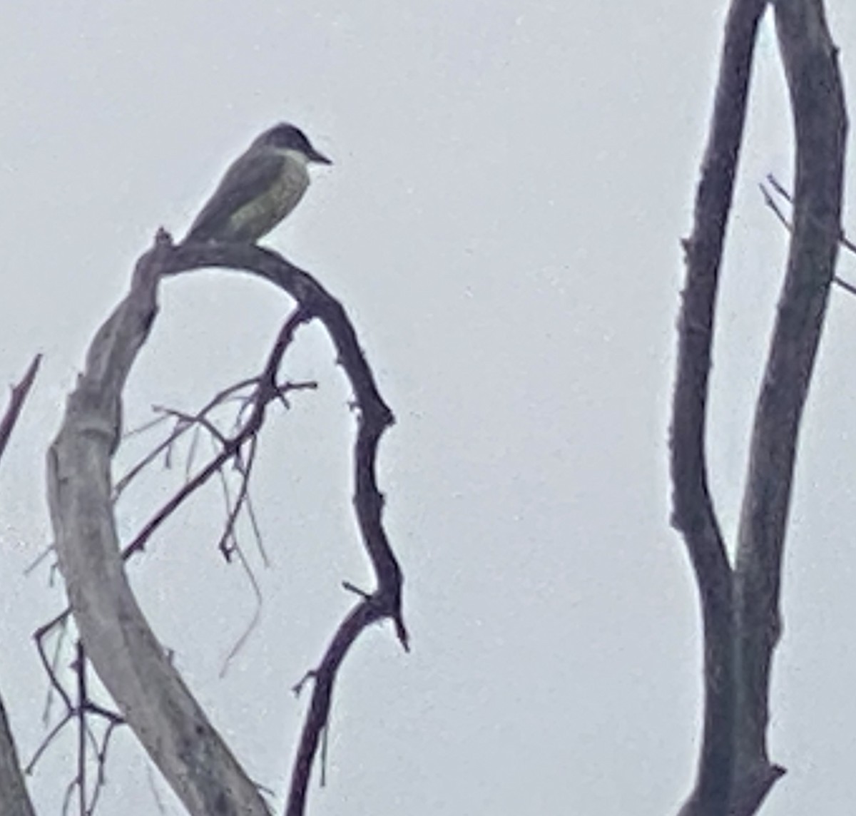 Thick-billed Kingbird - ML628004504
