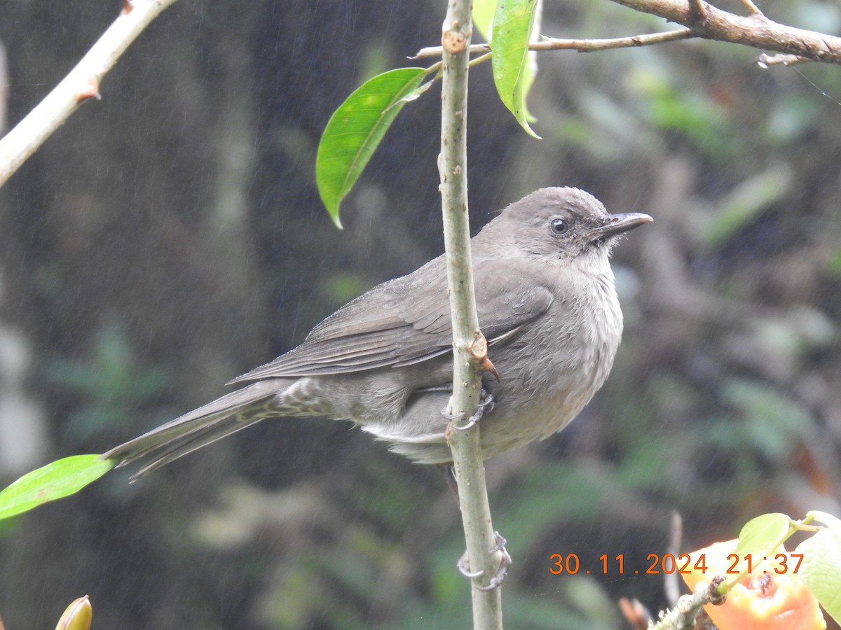 Mountain Thrush - ML628004583