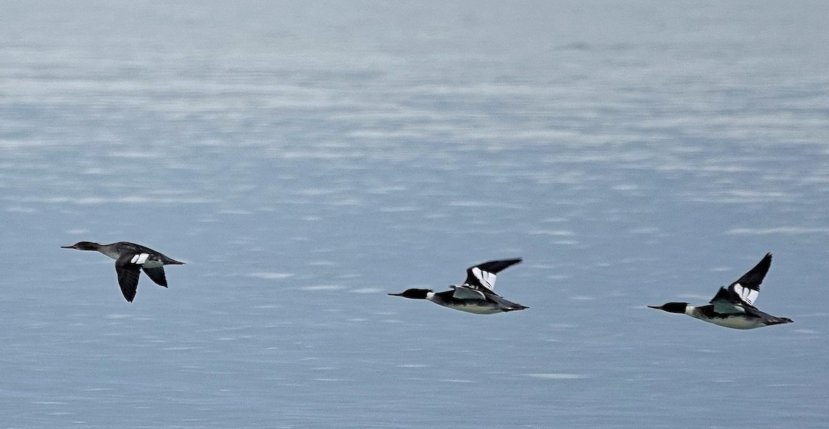 Red-breasted Merganser - ML628004589