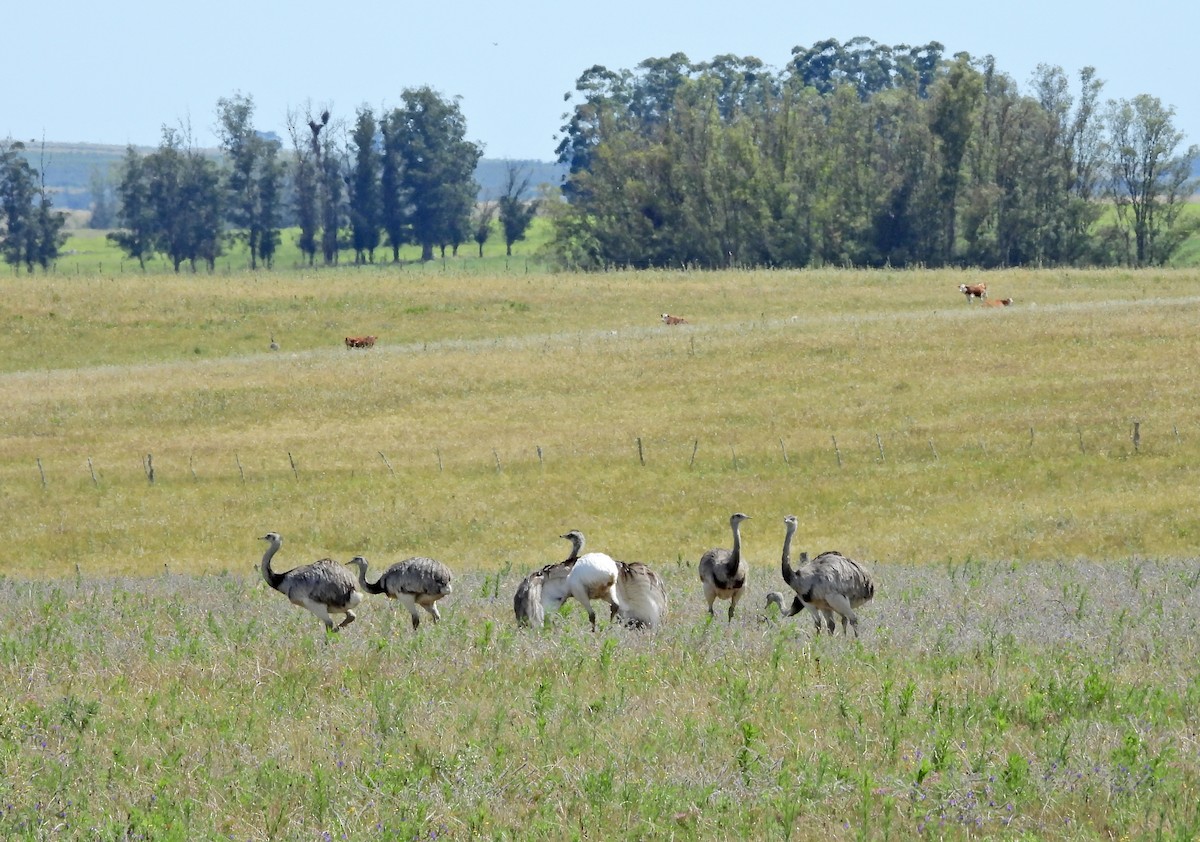 Greater Rhea - ML628004590