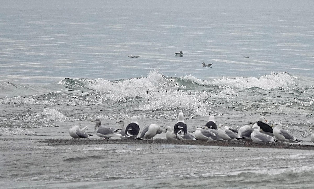 Great Black-backed Gull - ML628004605