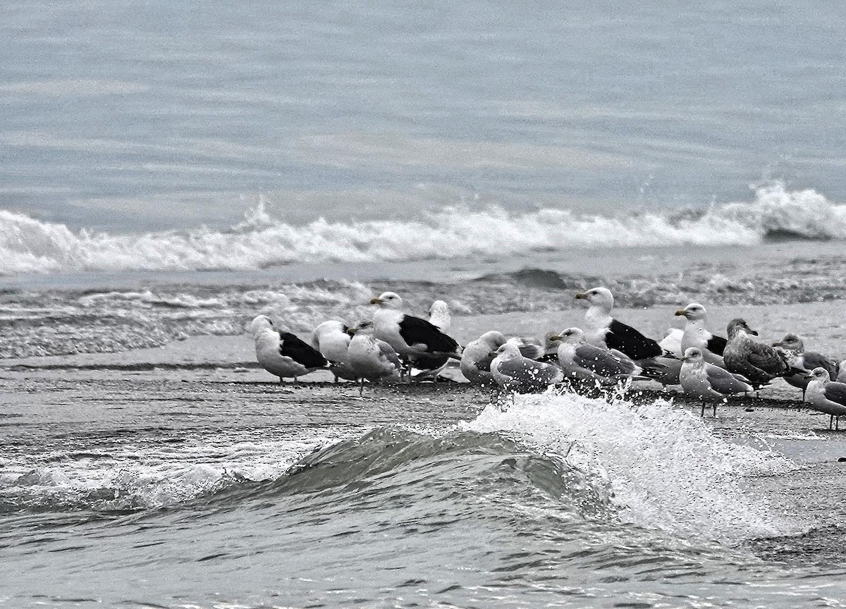 Great Black-backed Gull - ML628004611