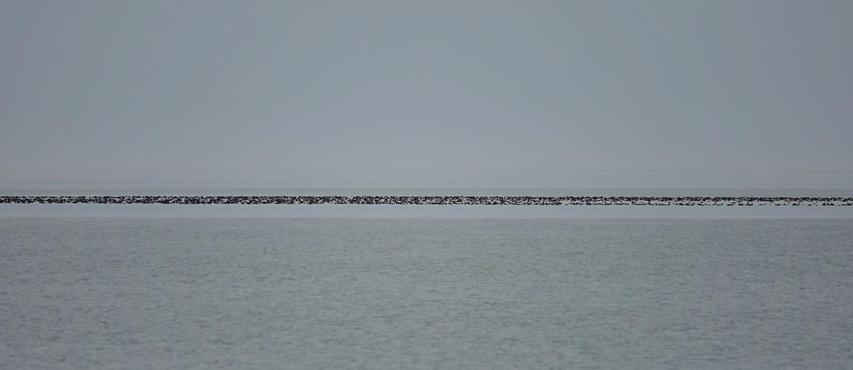 Greater Scaup - ML628004620