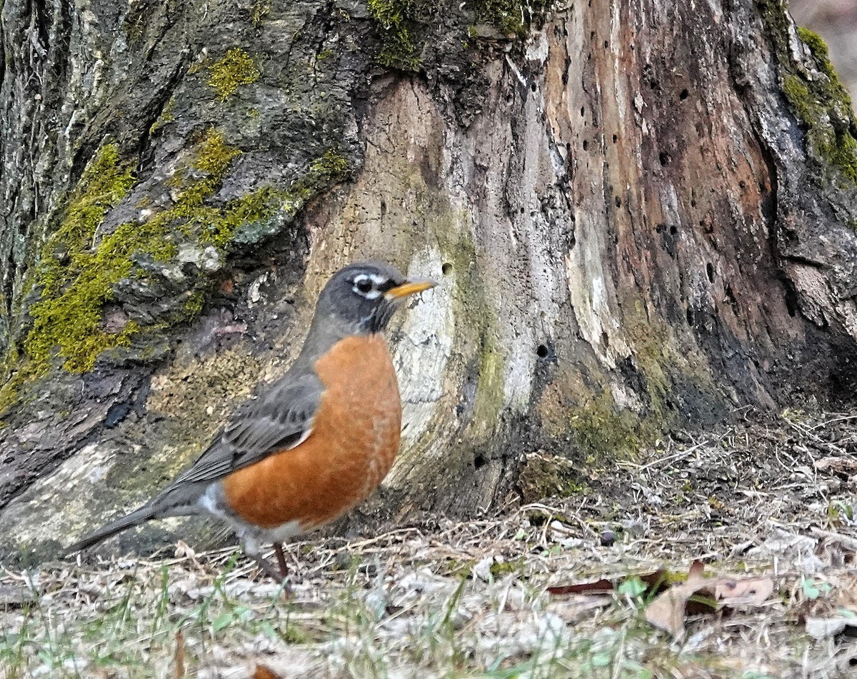 American Robin - ML628004642