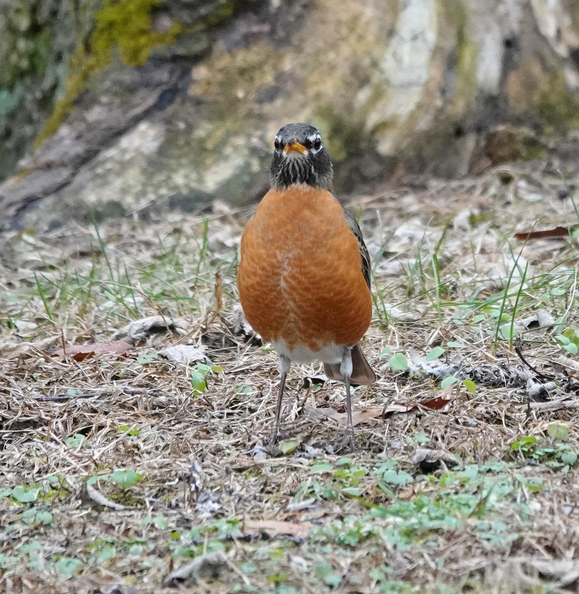 American Robin - ML628004651