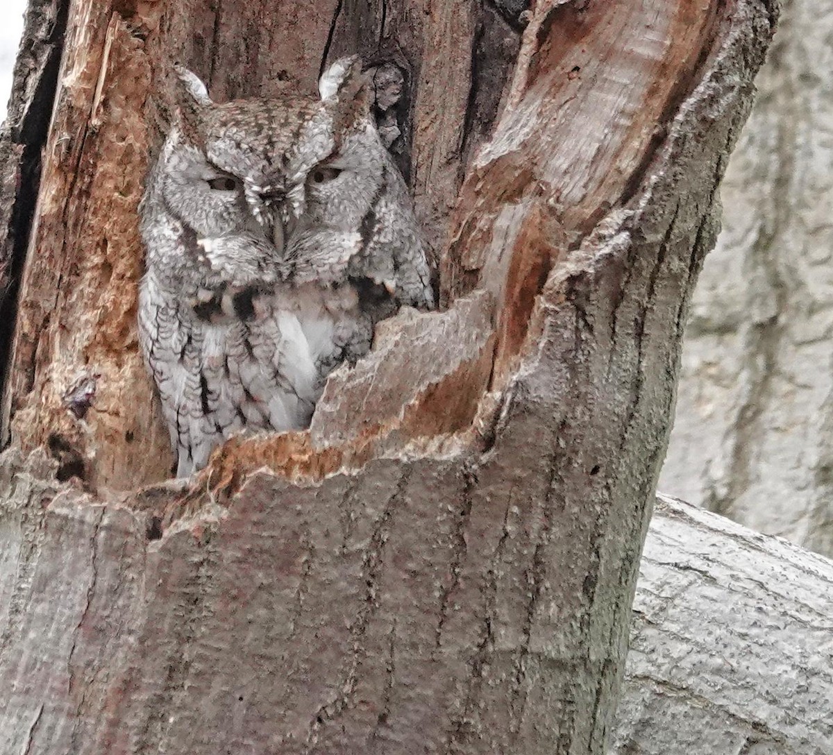 Eastern Screech-Owl - ML628004674