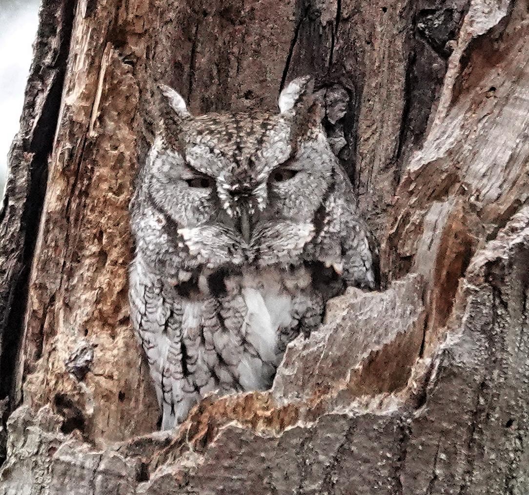 Eastern Screech-Owl - ML628004679