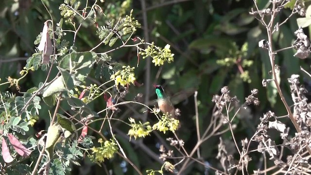 Xantus's Hummingbird - ML628004766