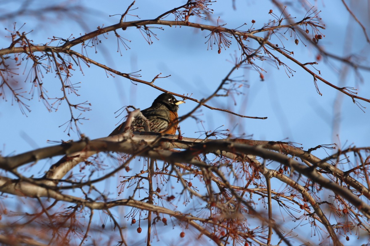 Zozo papargorria - ML628004793