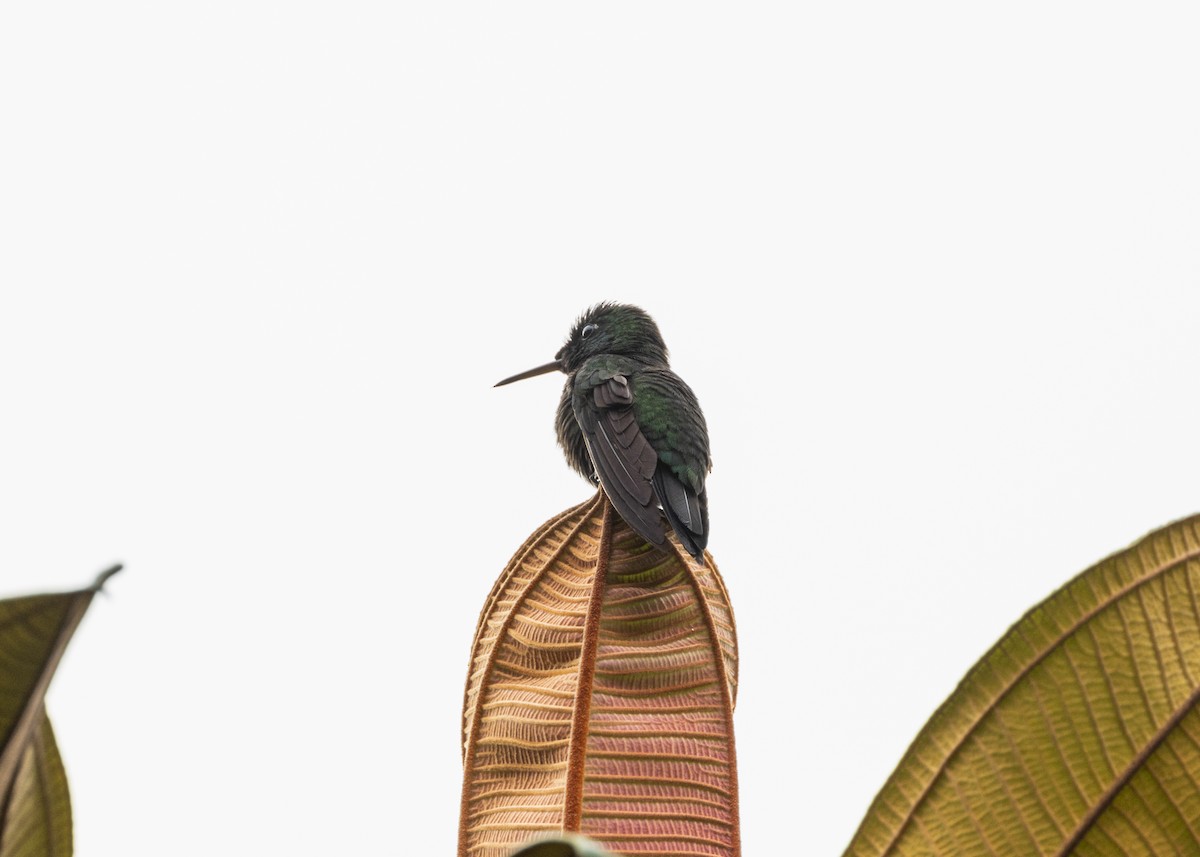Velvet-browed Brilliant - ML628004827