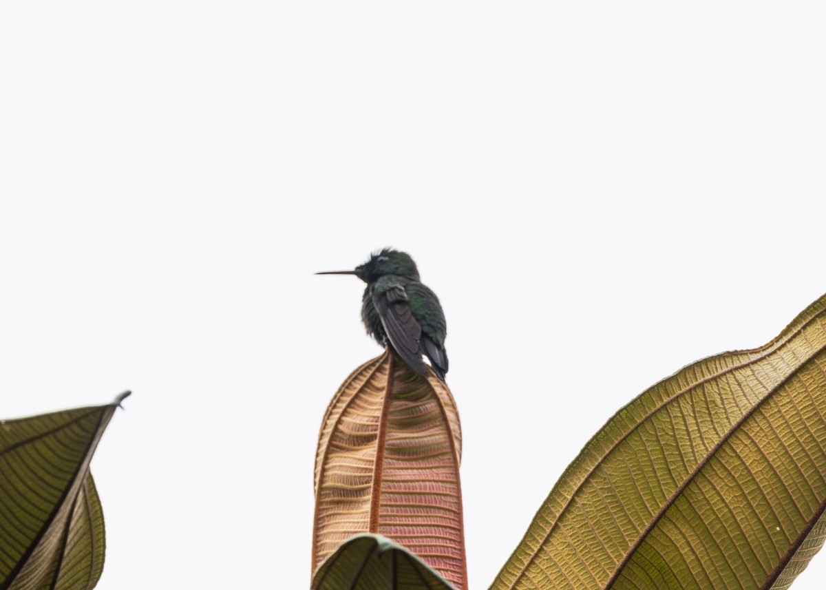 Velvet-browed Brilliant - ML628004828