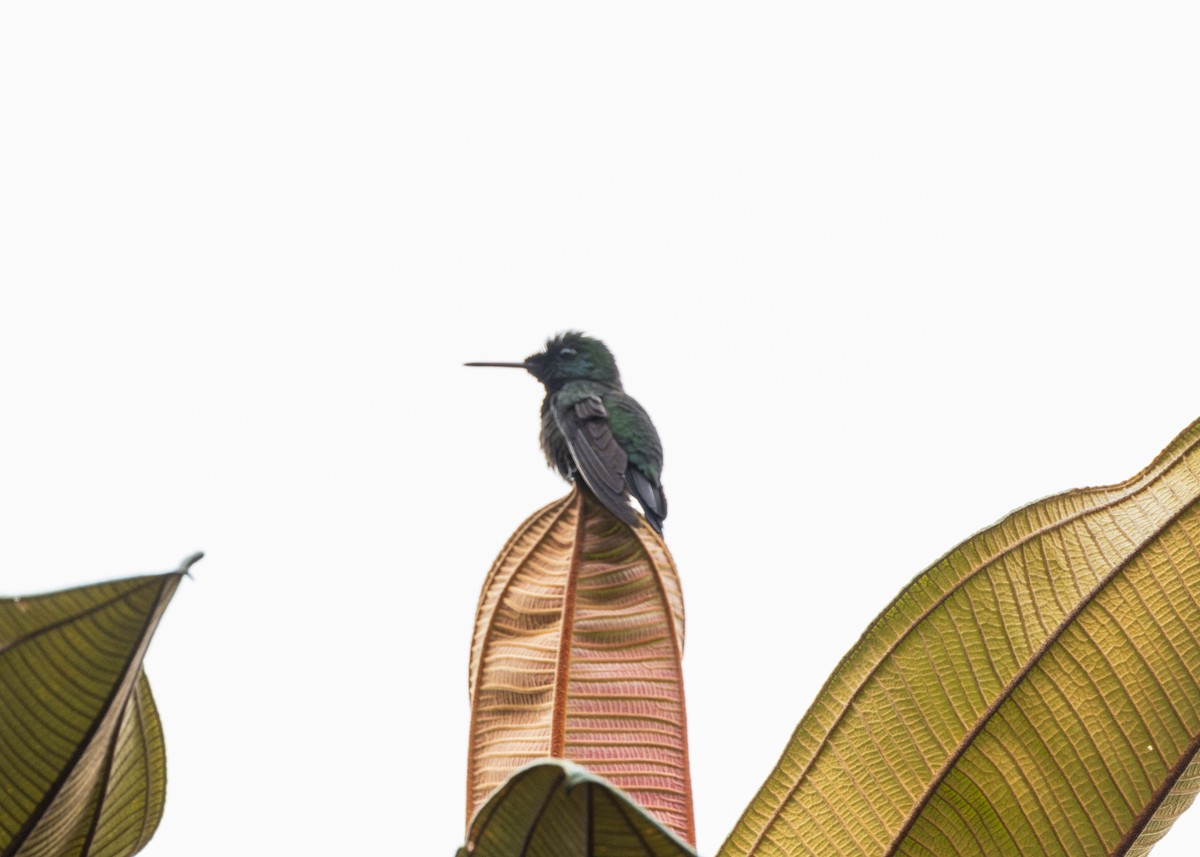 Velvet-browed Brilliant - ML628004829