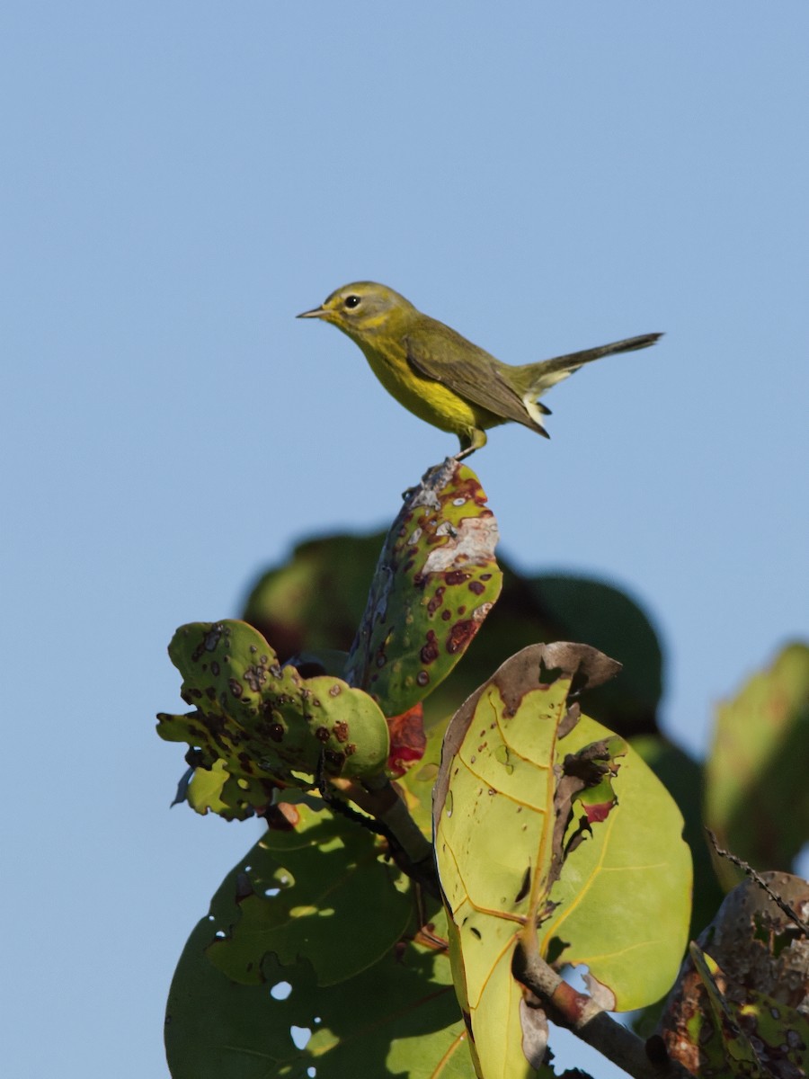 Prairie Warbler - ML628004848