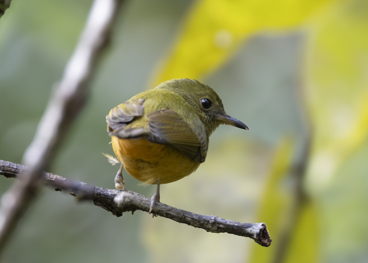 Sierra de Lema Flycatcher - ML628004893