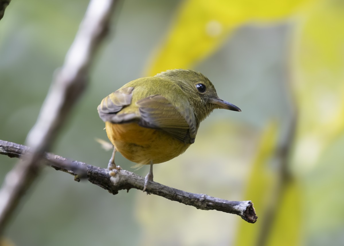 Sierra de Lema Flycatcher - ML628004894