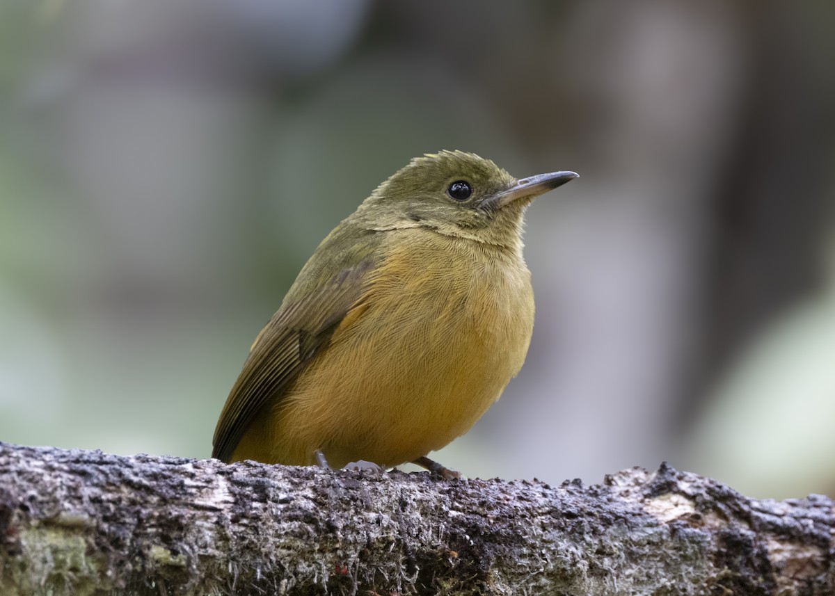 Sierra de Lema Flycatcher - ML628004895