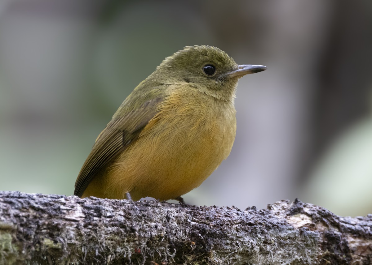 Sierra de Lema Flycatcher - ML628004896