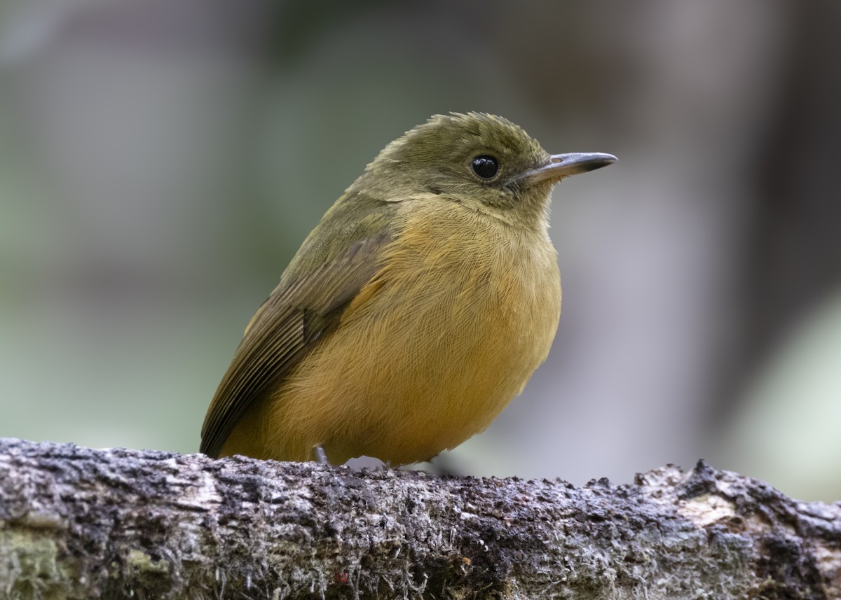 Sierra de Lema Flycatcher - ML628004897