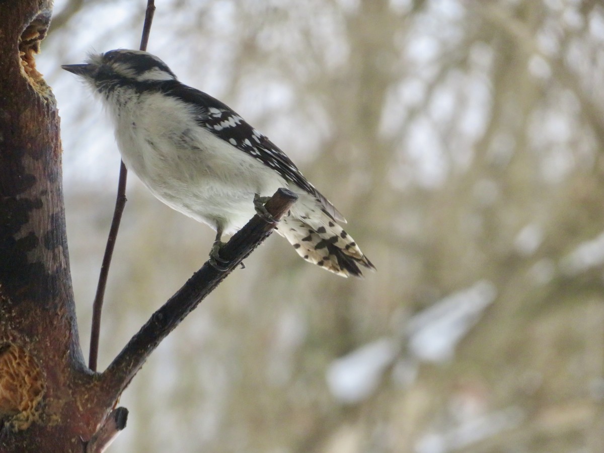 Downy Woodpecker - ML628004898