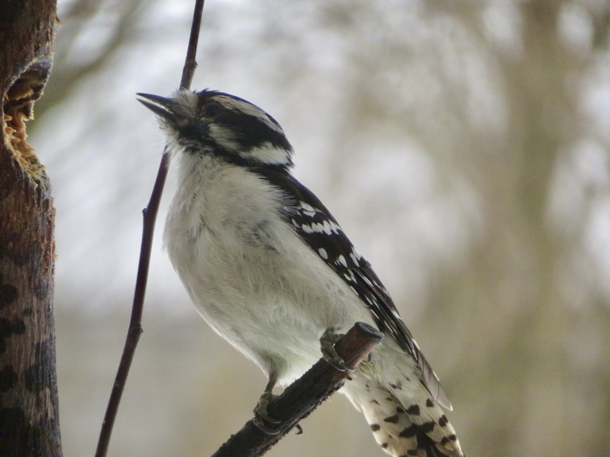 Downy Woodpecker - ML628004899