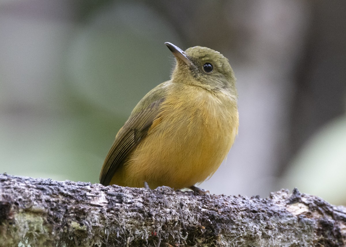 Sierra de Lema Flycatcher - ML628004900