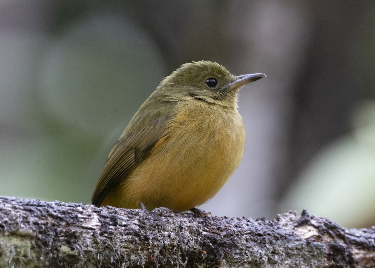 Sierra de Lema Flycatcher - ML628004901