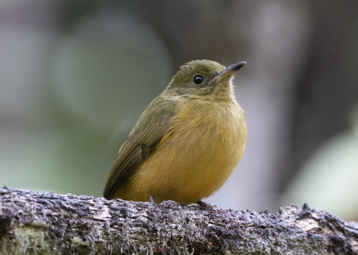 Sierra de Lema Flycatcher - ML628004902