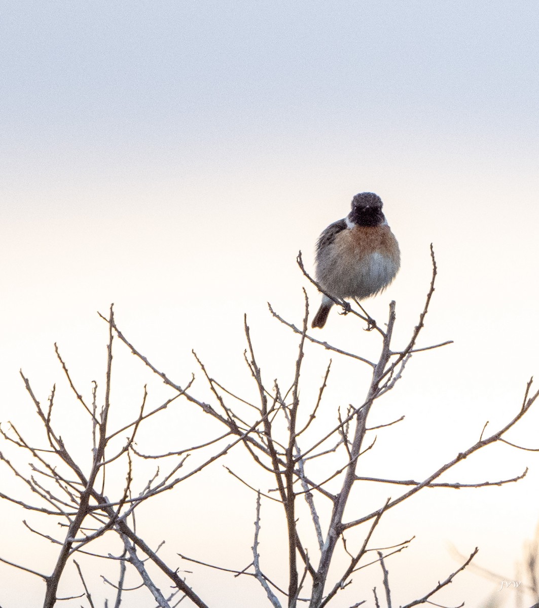 European Stonechat - ML628004921