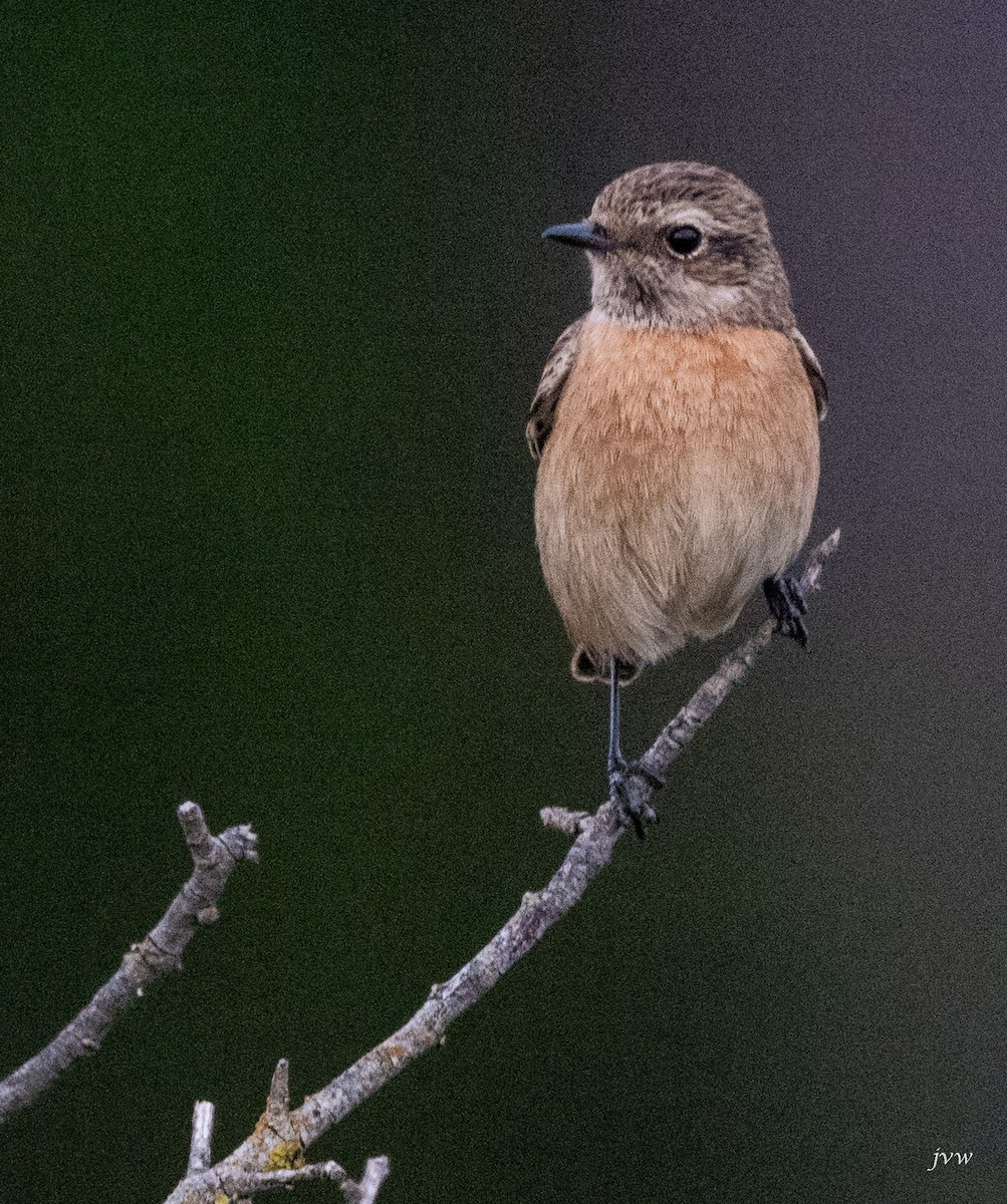 European Stonechat - ML628004929