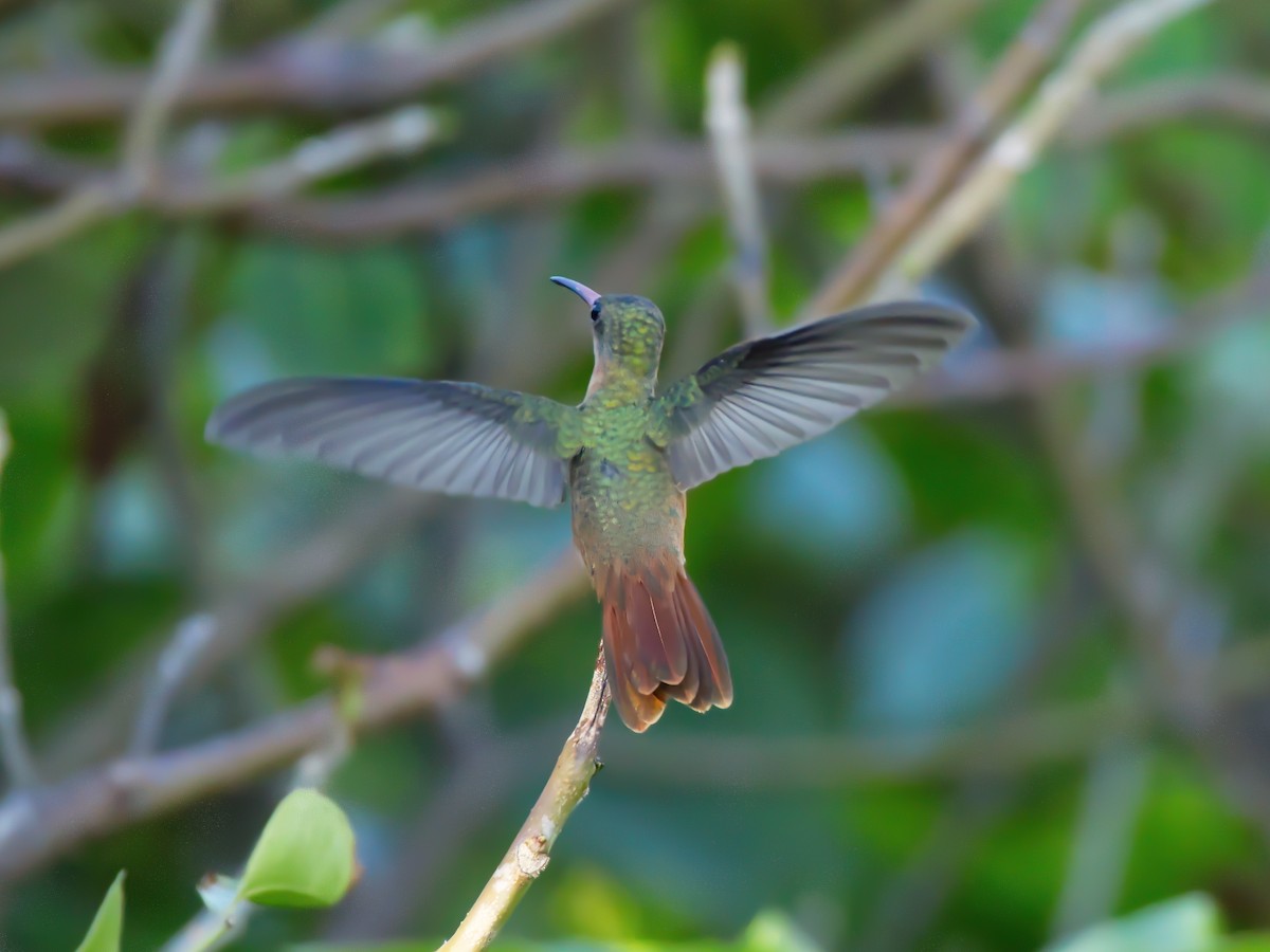 Cinnamon Hummingbird - ML628004931