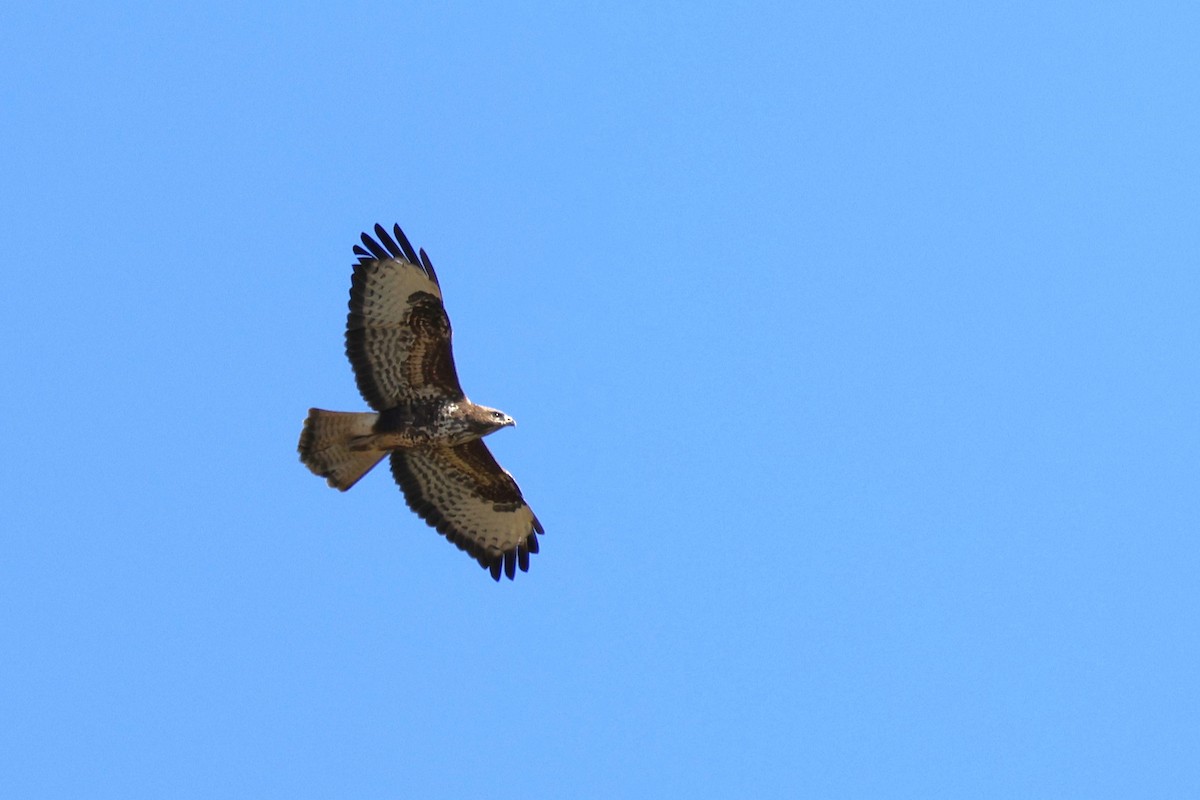 Common Buzzard - ML628004932